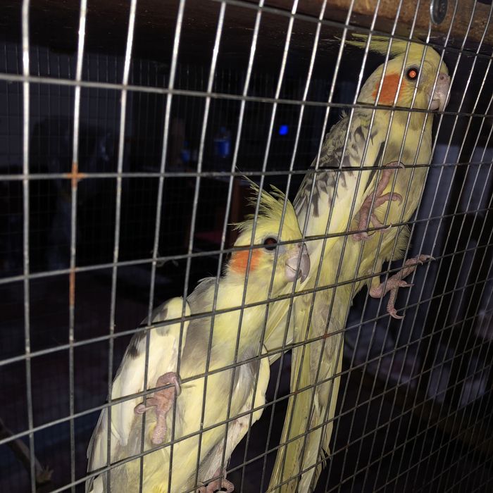 Папугае карела сотилади