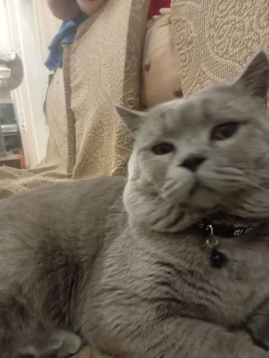 Вяска породистая