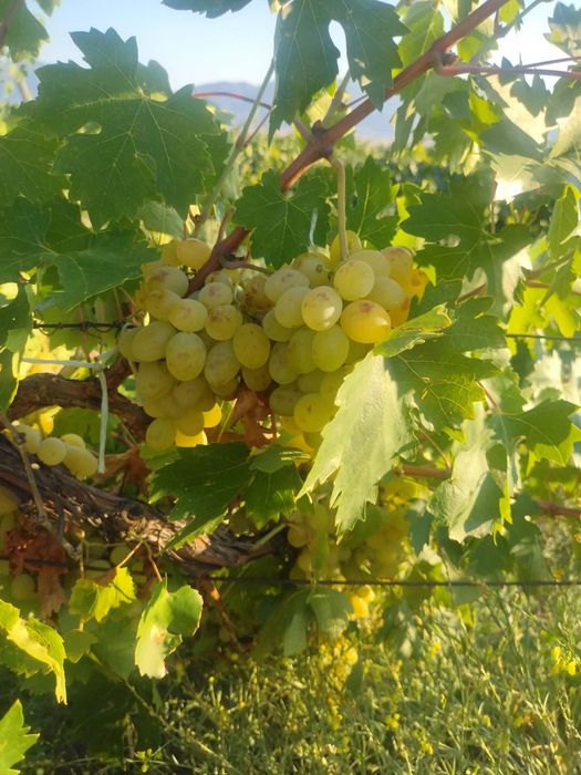 Продавам  грозде Супер Ран Булгар