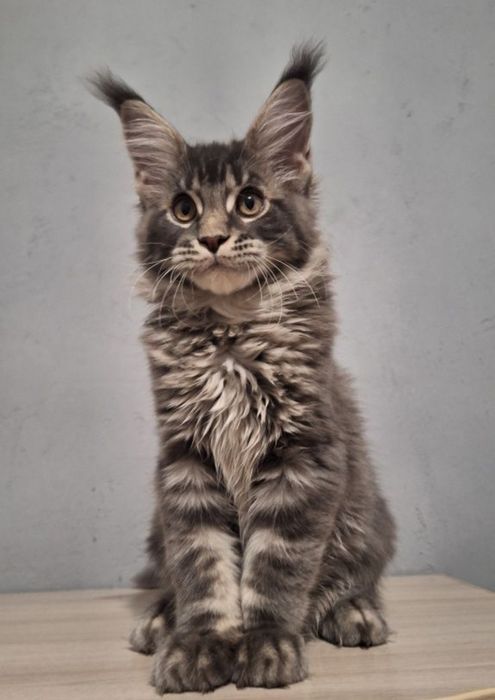 Котята мейн-кун из питомника