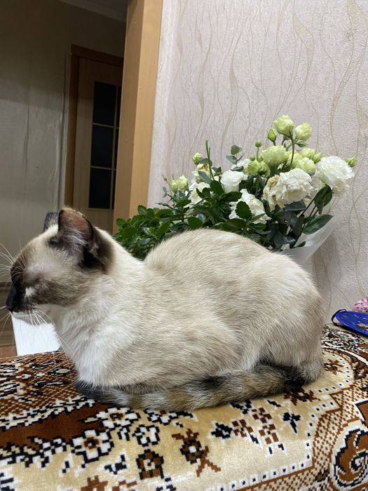 отдам Шейлу в добрые руки!
