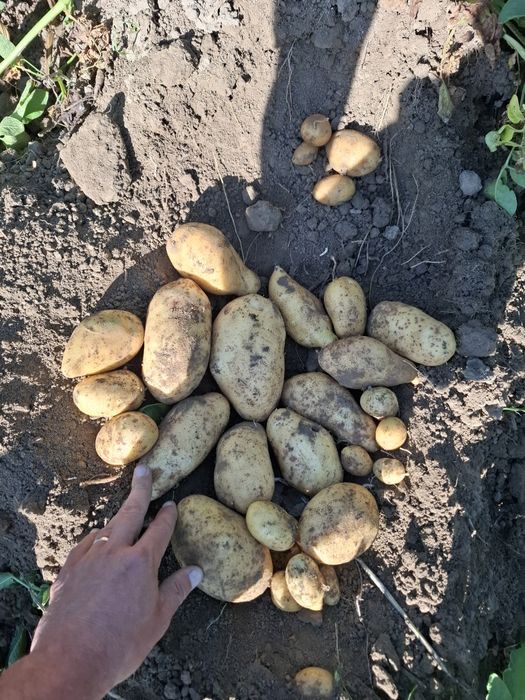 Cartofi consum, sămânța si pentru animale 2025