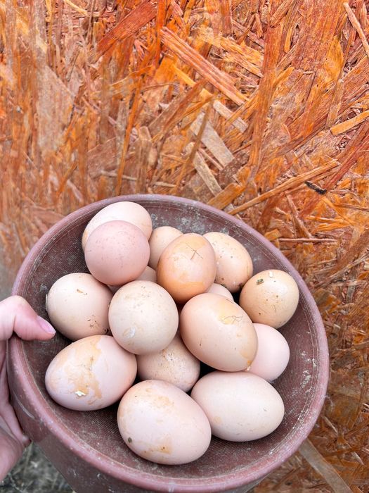 Vând ouă gǎini (Combatante indiene,Brahma Albastru și Mǎtase Japoneză)