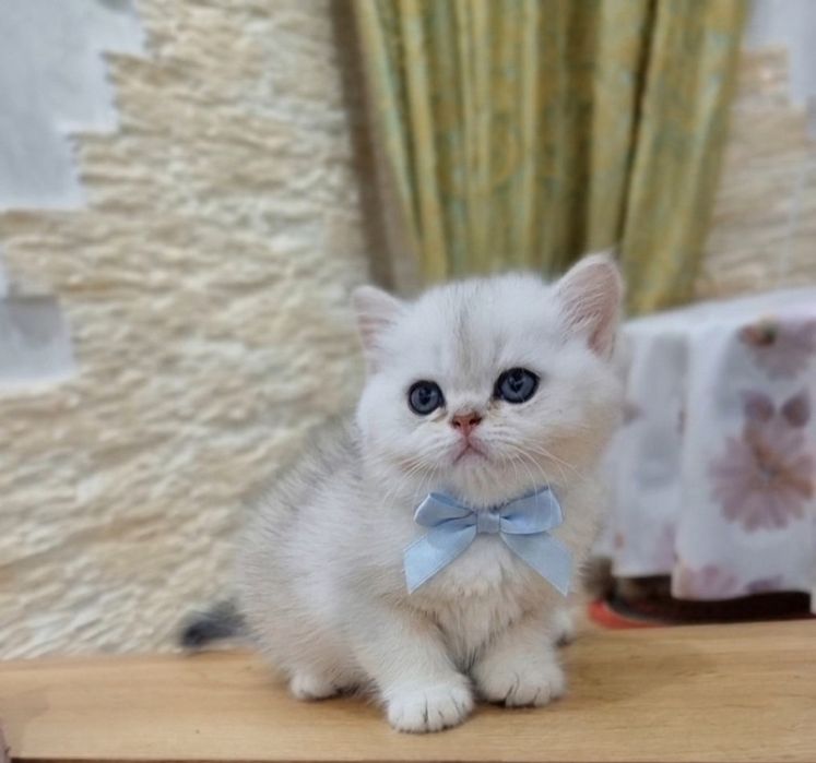 Шотландские котята девочка и мальчик
