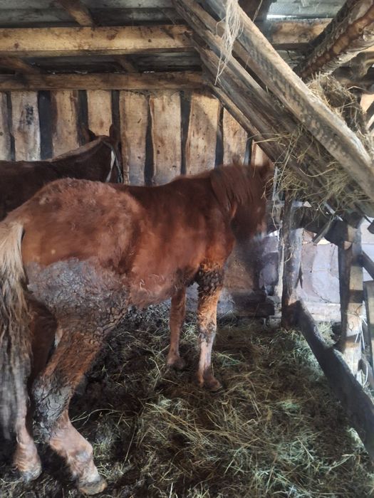 Продам лошадей  одна с откорма