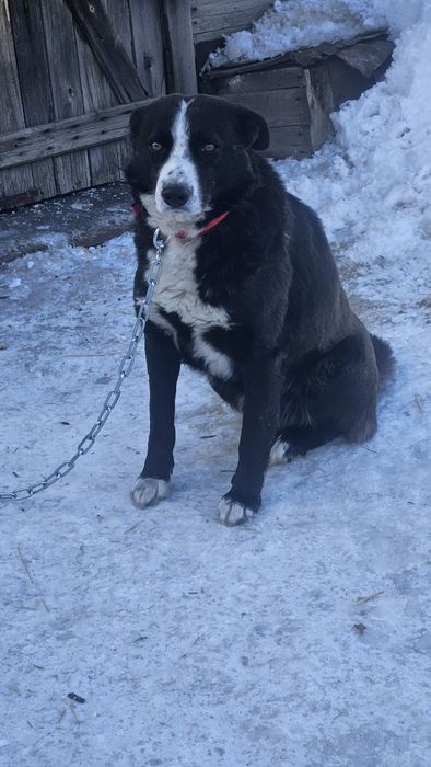 Отдам собаку в добрые руки