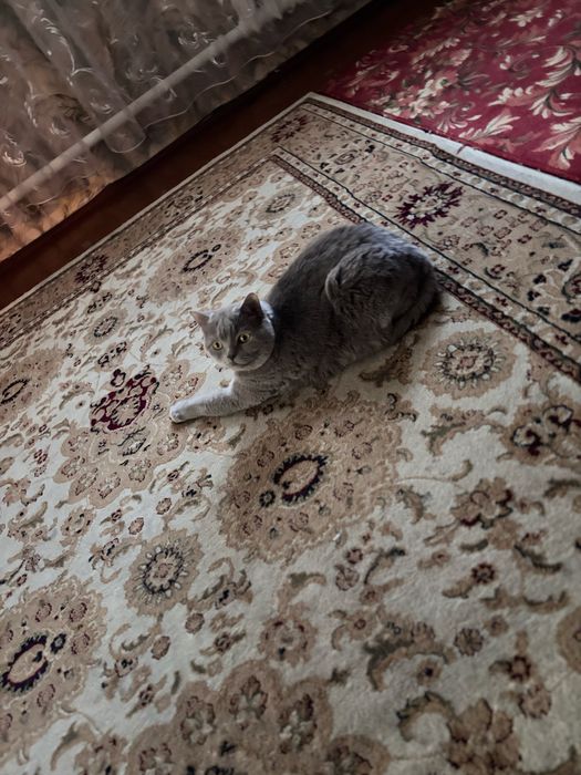 Отдам Скотиш страйт кота