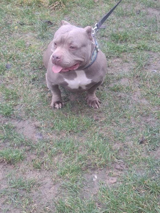Vând Femelă American Bully Pokett de 3 Ani cu Pedigree !!
