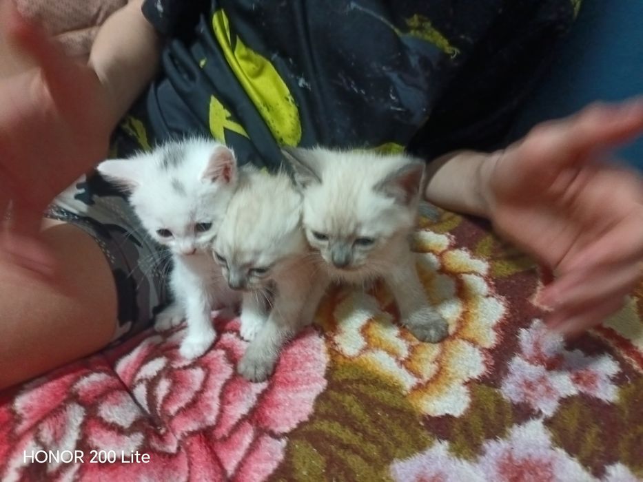 Котята очень хорошие