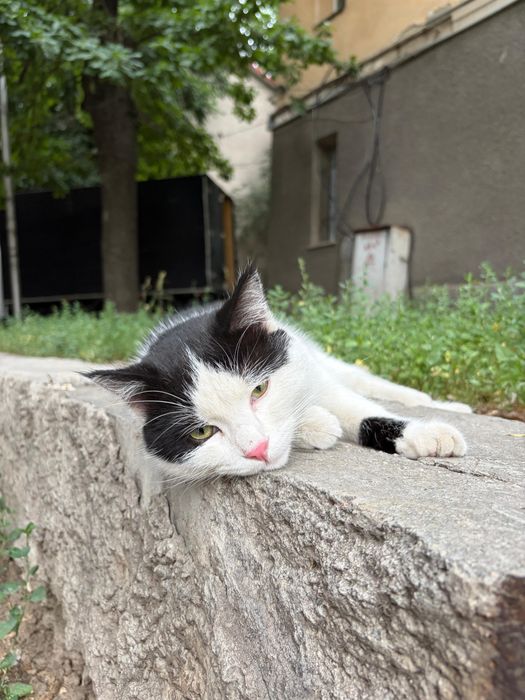 Котик  очень ласковый игривый