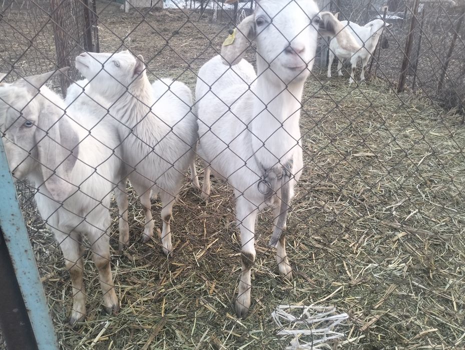 Продам дойных коз