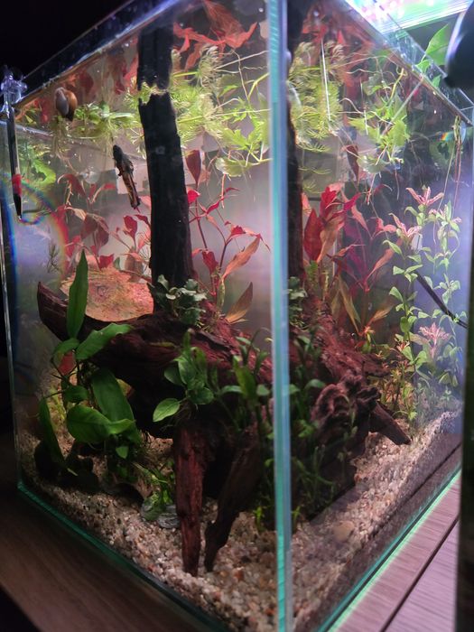 Plante acvariu, decorațiuni acvariu, creveti neocaridina blue