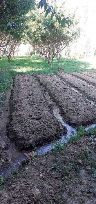 Ер сотилади боғли