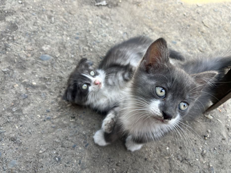 Отдам котят вислоухов