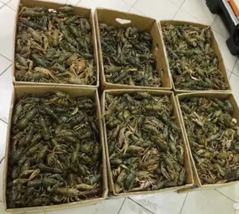 Живые раки оптом