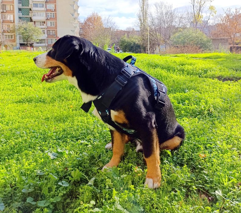 Камофлажен нагръдник за куче