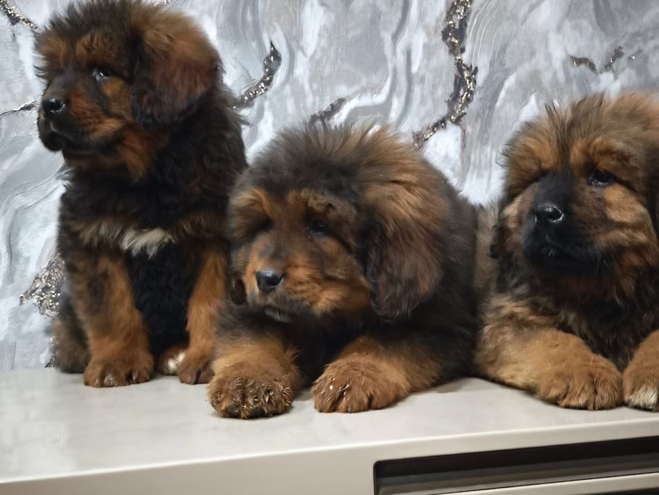 Щенки Тибетского Мастифа