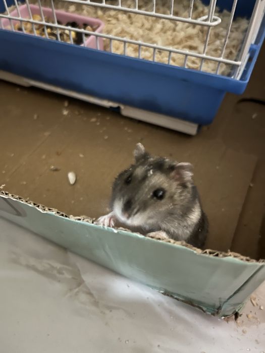 Продам пара хомяк