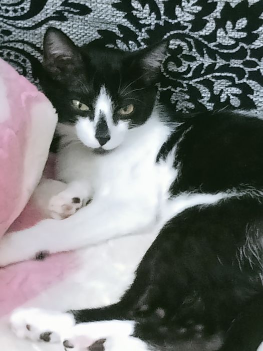 милый кот мальчик