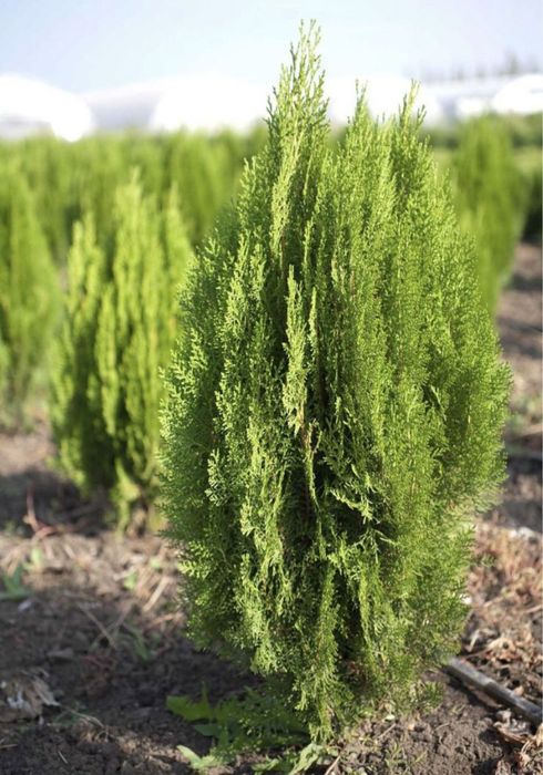 Саженцы всех видов