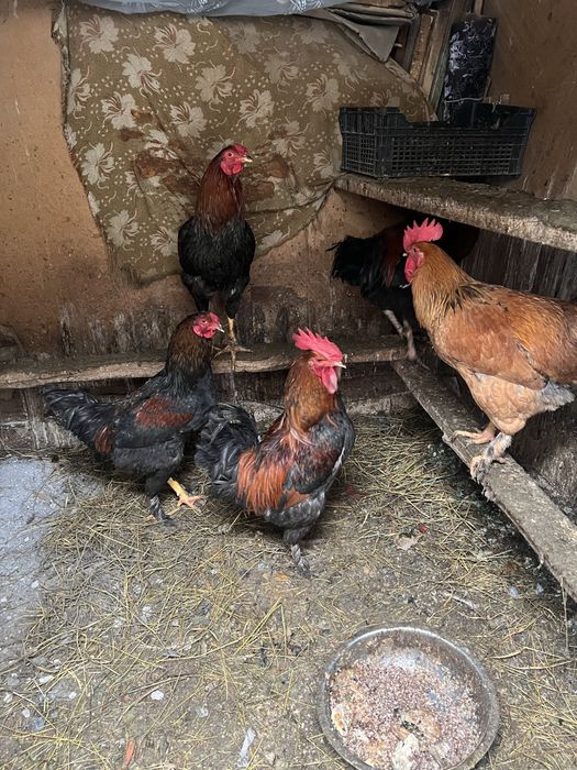 Петухи домашние