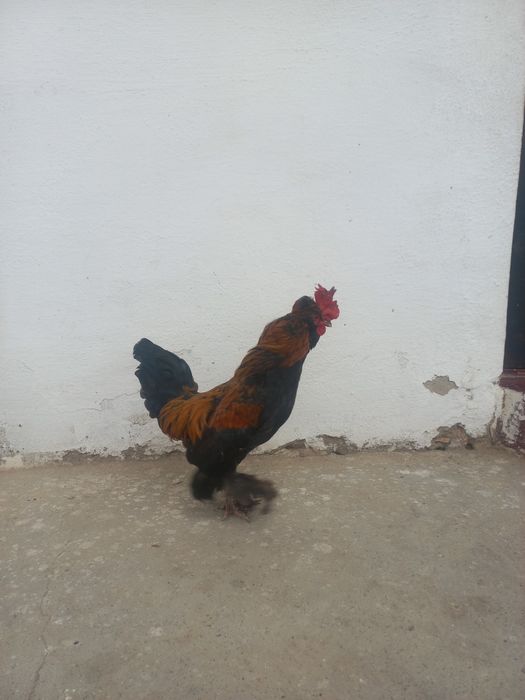 Yaponchala sotiladi manzil Qarshi shahar