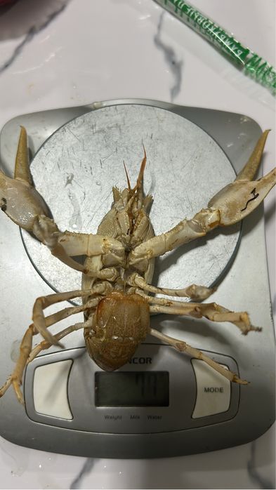 Крупные раки гиганты