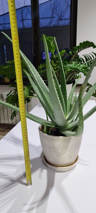 Алое, комнатное растение