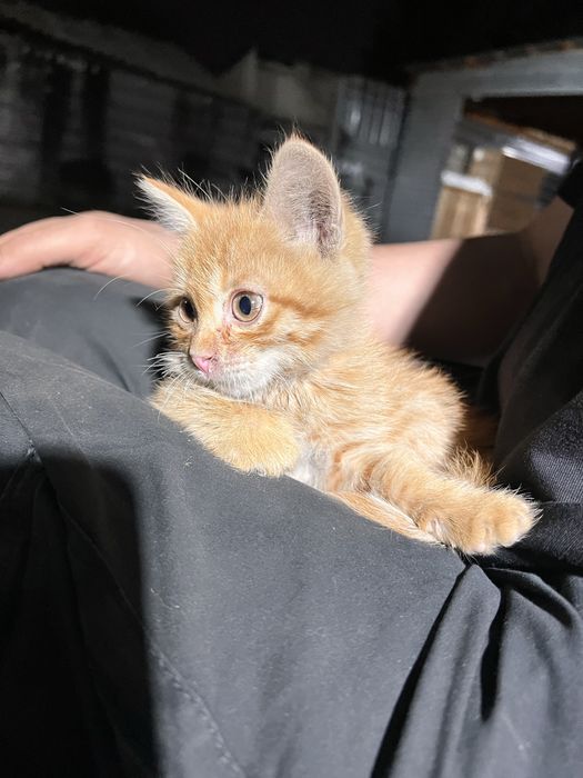 Отдам котенка очень милого