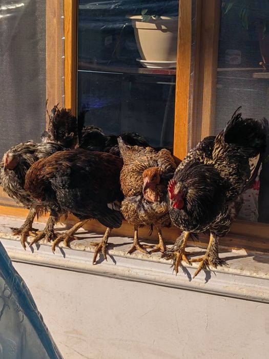 Товуклар сотилади