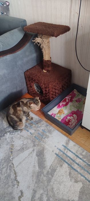 Отдам кошку в добрые руки