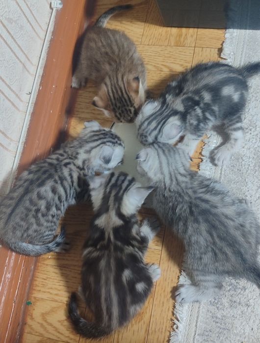 Отдам кошку в добрые руки