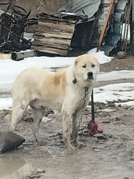 Үлкен төбет тегін беріледі