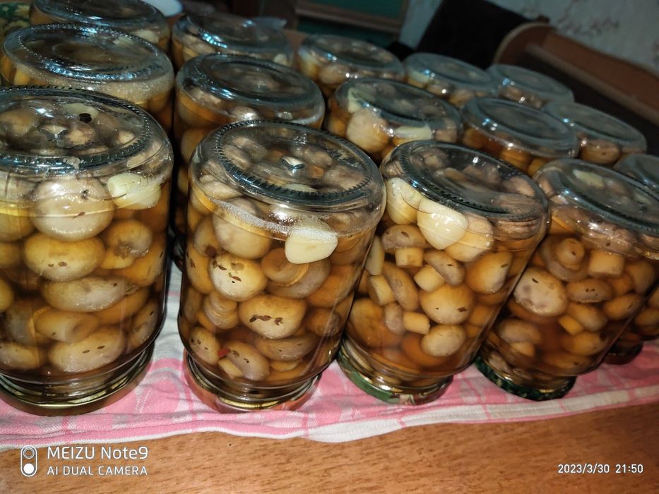 Шампиньоны, вешенки , грибы