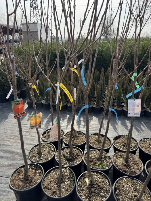 Kaki anul 6 si 7 diferite soiuri