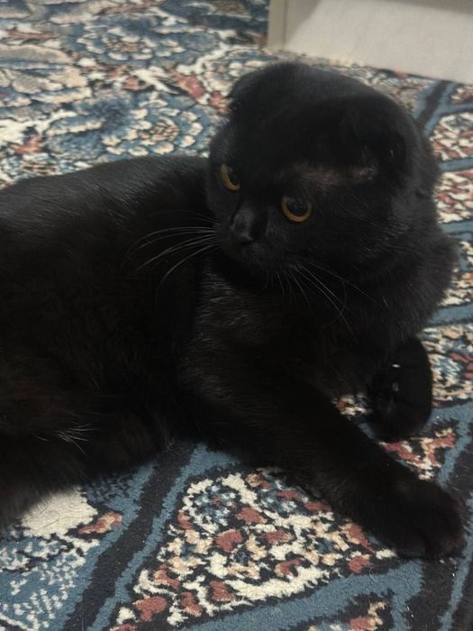 Ищем невесту для вязки