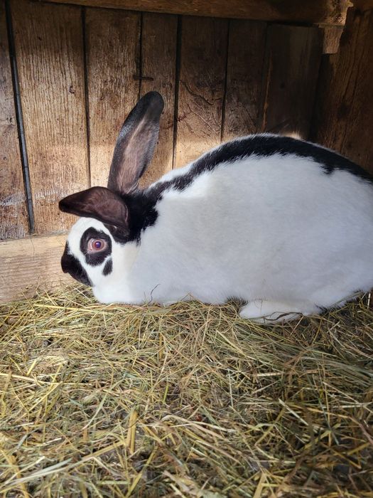 Iepuroaică fluture german