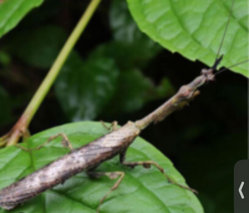 Богомол Phyllothelys breve
