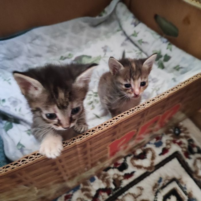 Отдадим котят бауырластар 2