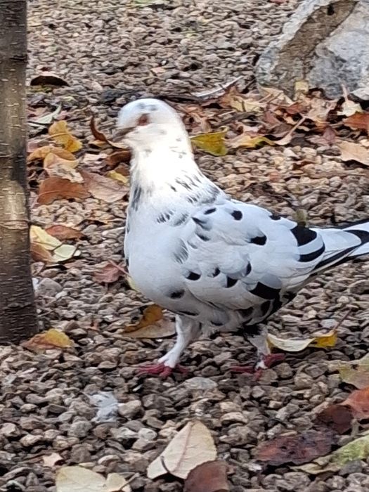 Porumbei kingosatinet