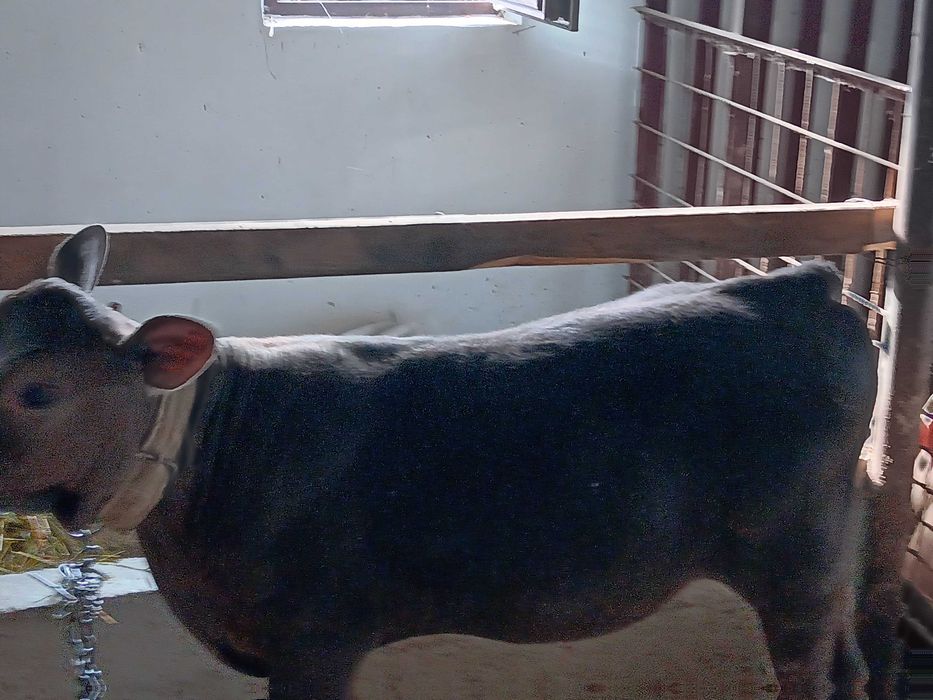 Vițică angus de vânzare