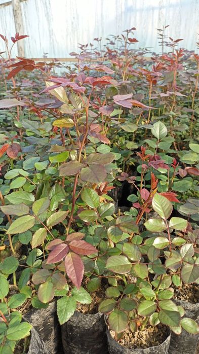 Раза бар 650 тг