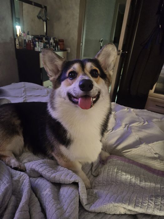 Вязка чистокровный корги