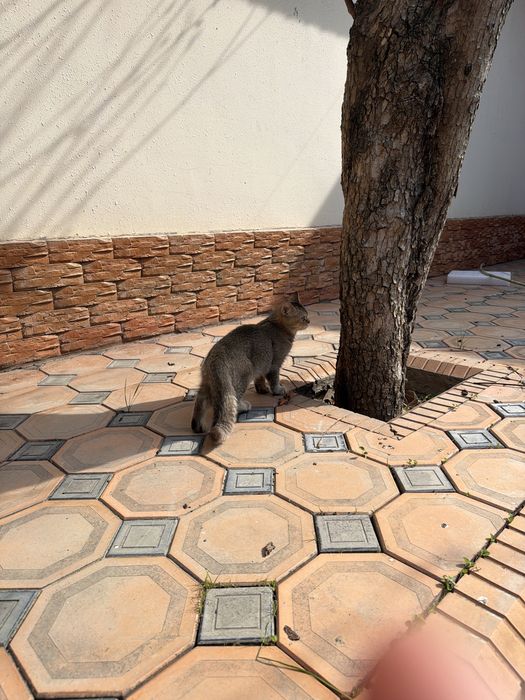 Мушук сотилади узимники уй аллергиям кийнавоти ушанчун сотвоман