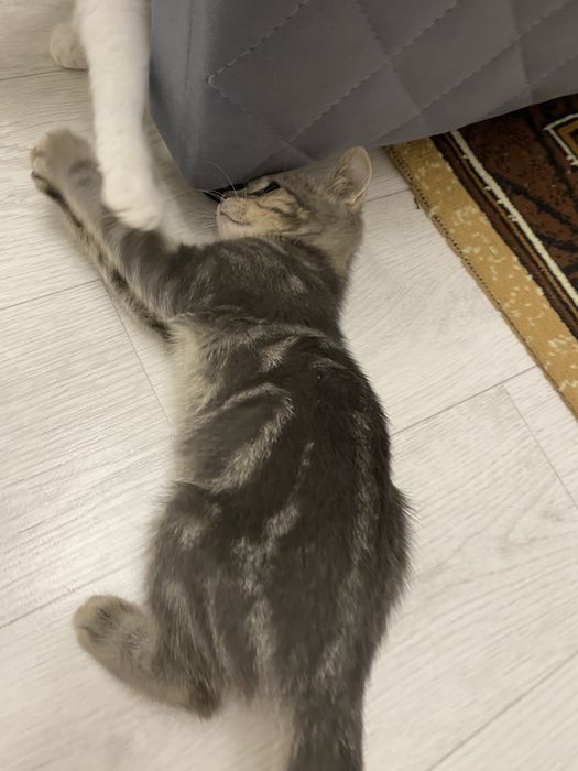 продается котенок