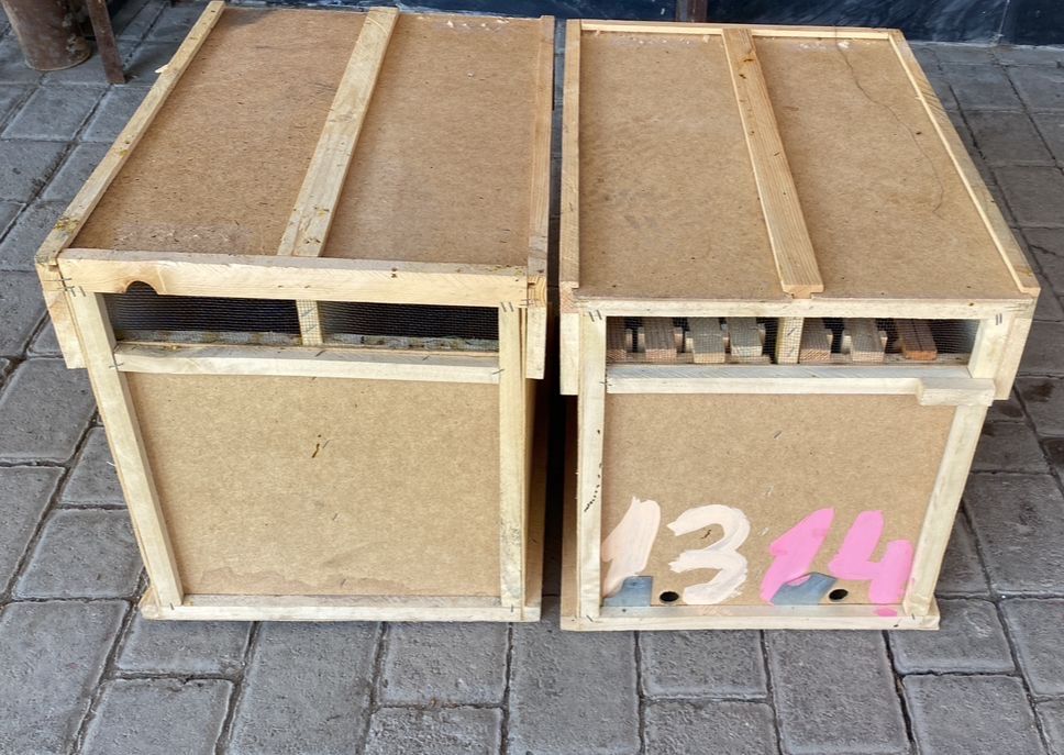 Пчелопакеты 2026 — старт продаж!