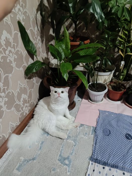Кошка пародистый