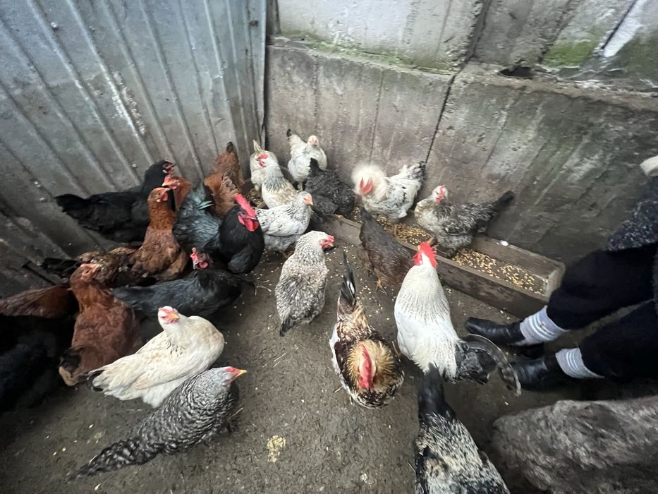 Vand gainii de curte