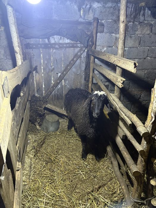 Племенной кошкар на потомство