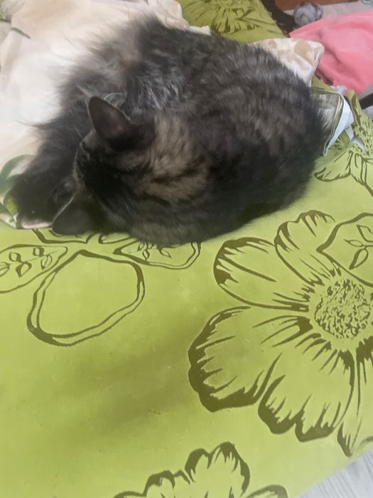 Пропал    котик!